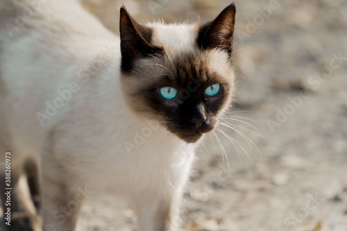 Gato de campo blanco con ojos azules en la naturaleza con árboles y hojas de otoño