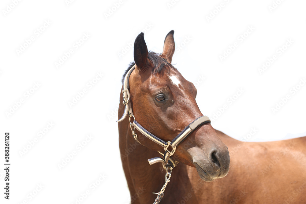 Side view portrait of a beautiful saddle horse on white background