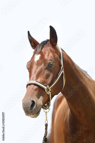 Side view portrait of a beautiful saddle horse on white background © acceptfoto