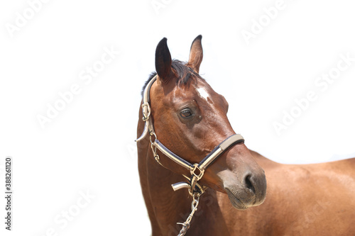 Side view portrait of a beautiful saddle horse on white background