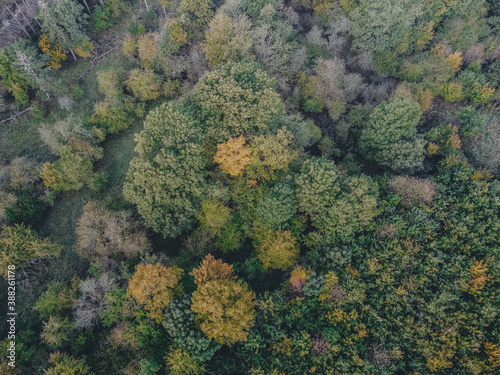 Aerial view of fall forest. D rone shot.