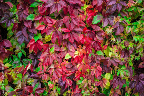 Bright multicolored autumn leaves of five-fingered ivy also known as wild grapes or Virginia creeper with green, red, purple, crimson colored leaves with rain drops. Natural background, copy space