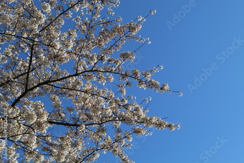 Bl  hender Baum mit Himmel