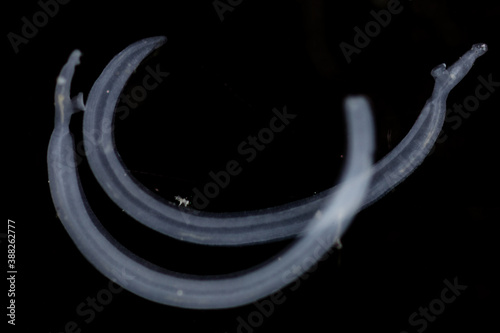 Schistosoma is a genus of trematodes, commonly known as blood flukes under the microscope for education in laboratory.(soft focus and have Grain/Noise ) photo
