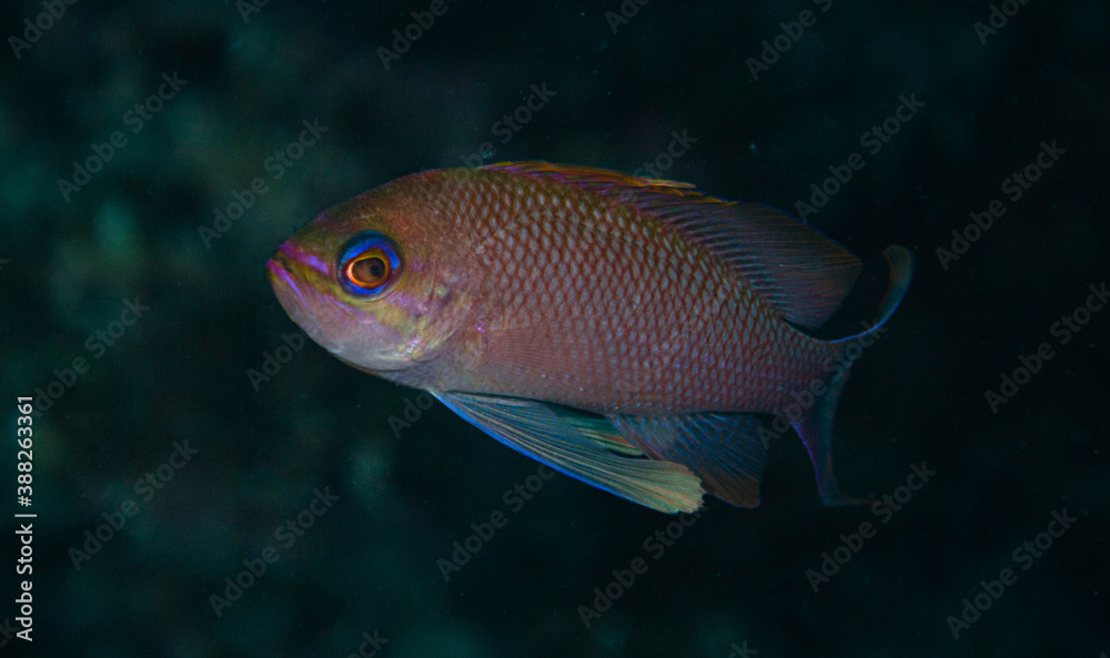 Anthias anthias Anthias anthias