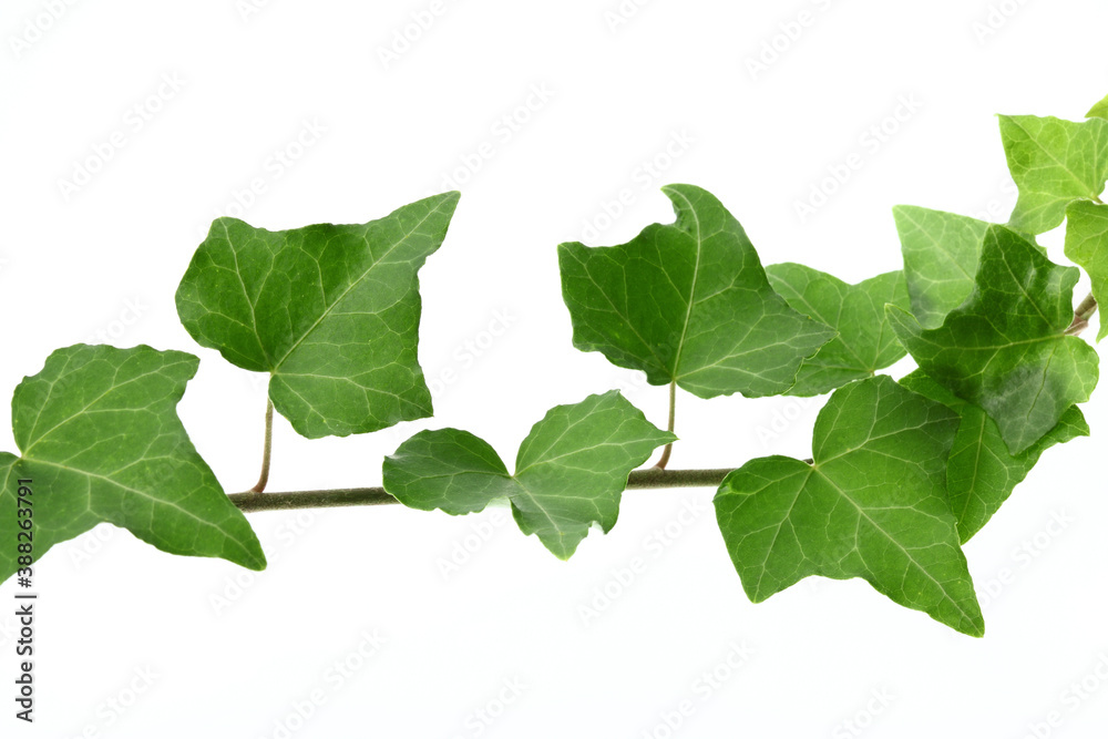 Obraz premium アイビー