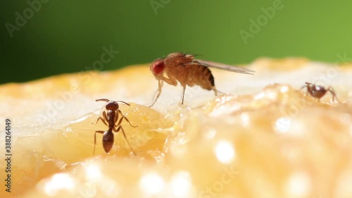 Mosca, drosophila e formiga sobre a laranja