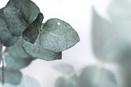 Beautiful branches of eucalyptus . Natural concept. Floral background.
 photo