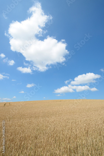 麦畑と青空