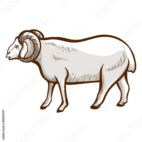 Sheep hand drawn icon. Domestic animal. Farming, husbandry. Livestock. Wool production.