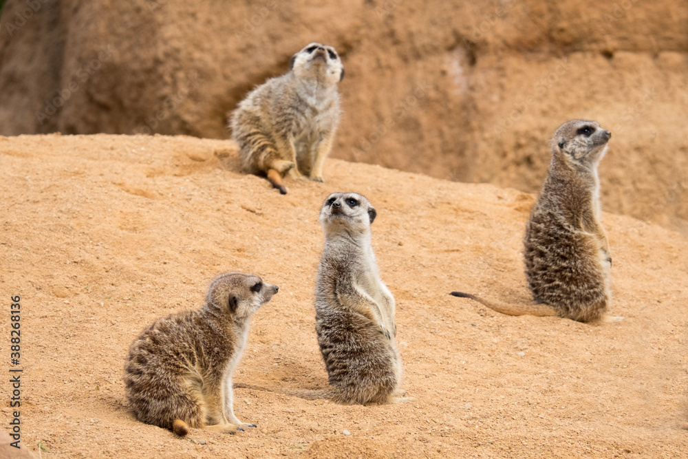 Fototapeta premium Four meerkats are looking in different directions