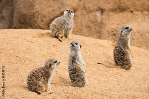 Four meerkats are looking in different directions © olgavisavi