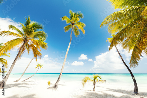 Tropical coast with coconut palms against the sun