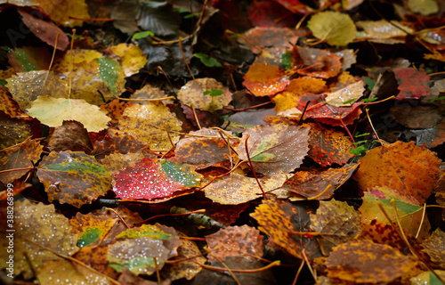 Dew drops on fallen autumn leaves in forest, fall season background © photopixel