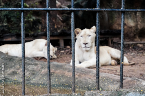 Close up two white snow lions behind the fence sitting on the dirt ground in the mountain forest like cage in the safari zoo, isolated from other animal crowded, sleeping and looking straight out