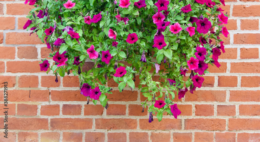 Pink red petunias displayed against neat terracotta brick wall with copyspace