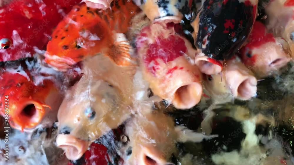 Koi fish swimming in the water Koi fish swimming in the water
