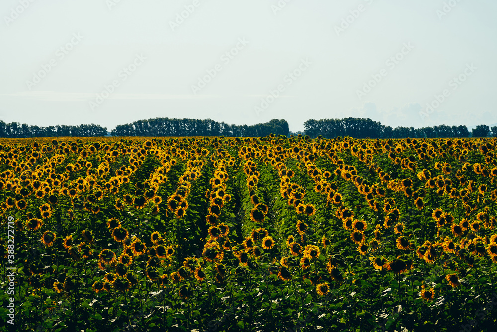 Scenic landscape of sunflower field. Many orange sun flowers grow in rows on background of horizon with trees. Colorful scenery of sunflowers plantation. Beautiful yellow green field of golden flowers