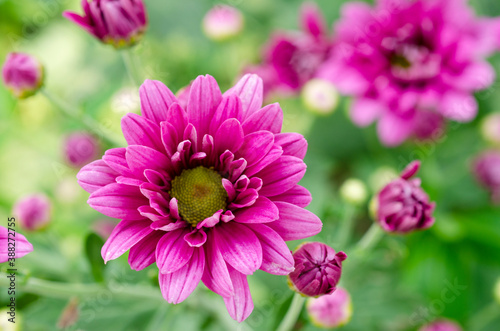 Purple chrysanthemum blurred with blurred pattern background