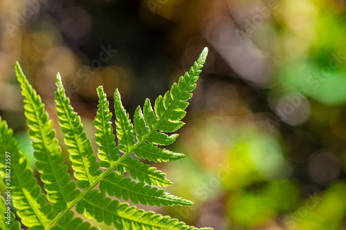 green foliage of a fern on a blurred background on a sunny day  close-up.