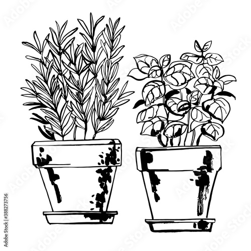 Italian herbs in a pot. Rosemary and basil. Sketch of food by line and watercolor.