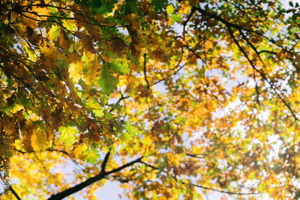 Herbstblätter am Baum Nahaufnahme Herbstblätter am Baum Nahaufnahme