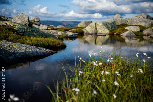 Water, grass and flowers among the mountains in Norway.