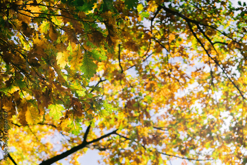 Herbstblätter am Baum Nahaufnahme