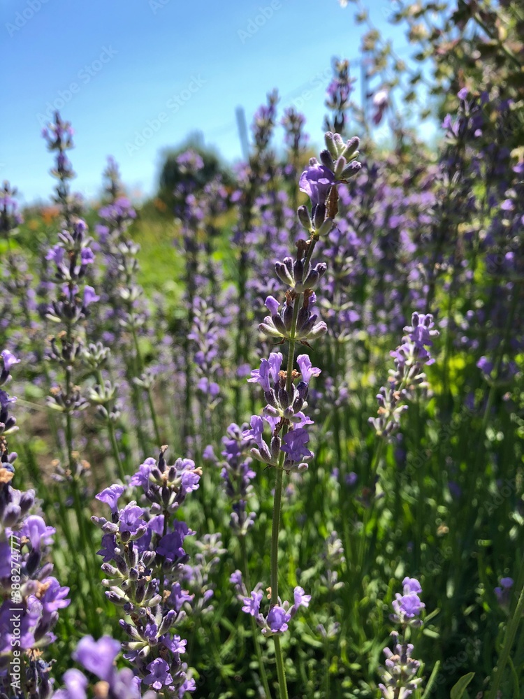 Obraz premium lavender field in region