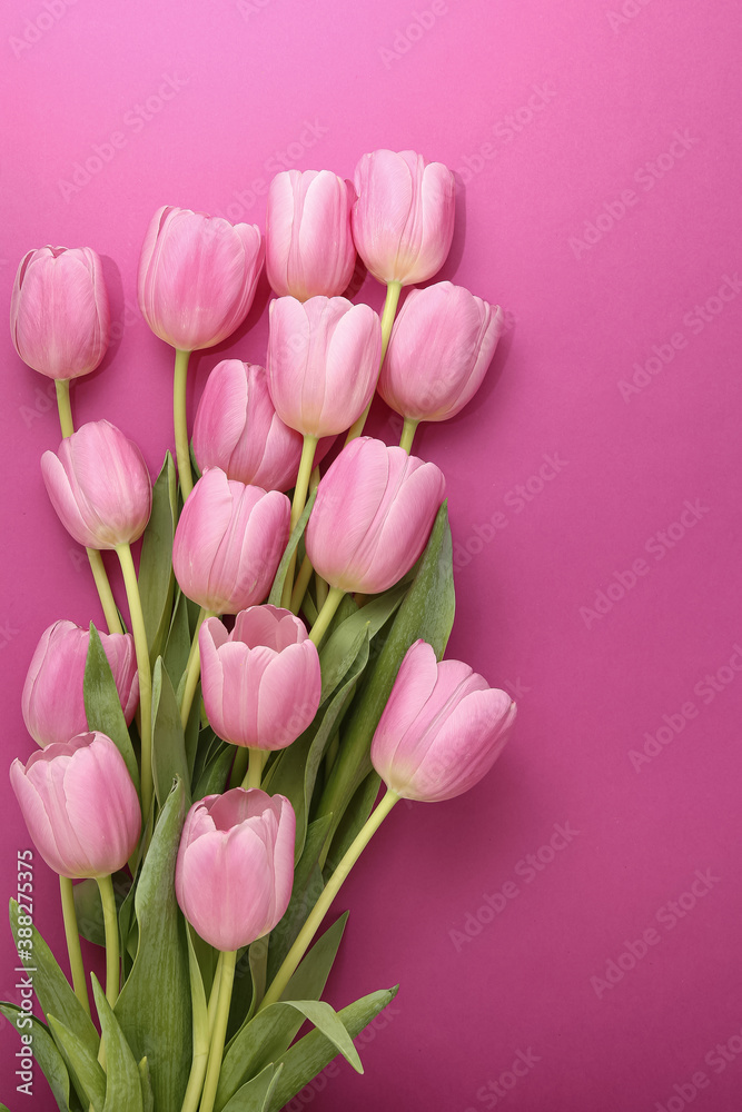 group of pink tulips on a pink background