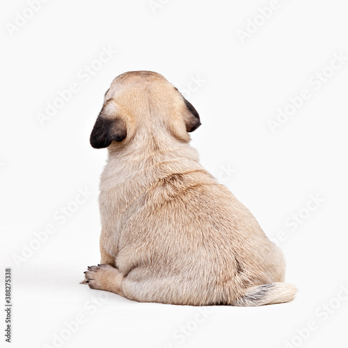 Back view of puppy pug dog sitting isolated on white background