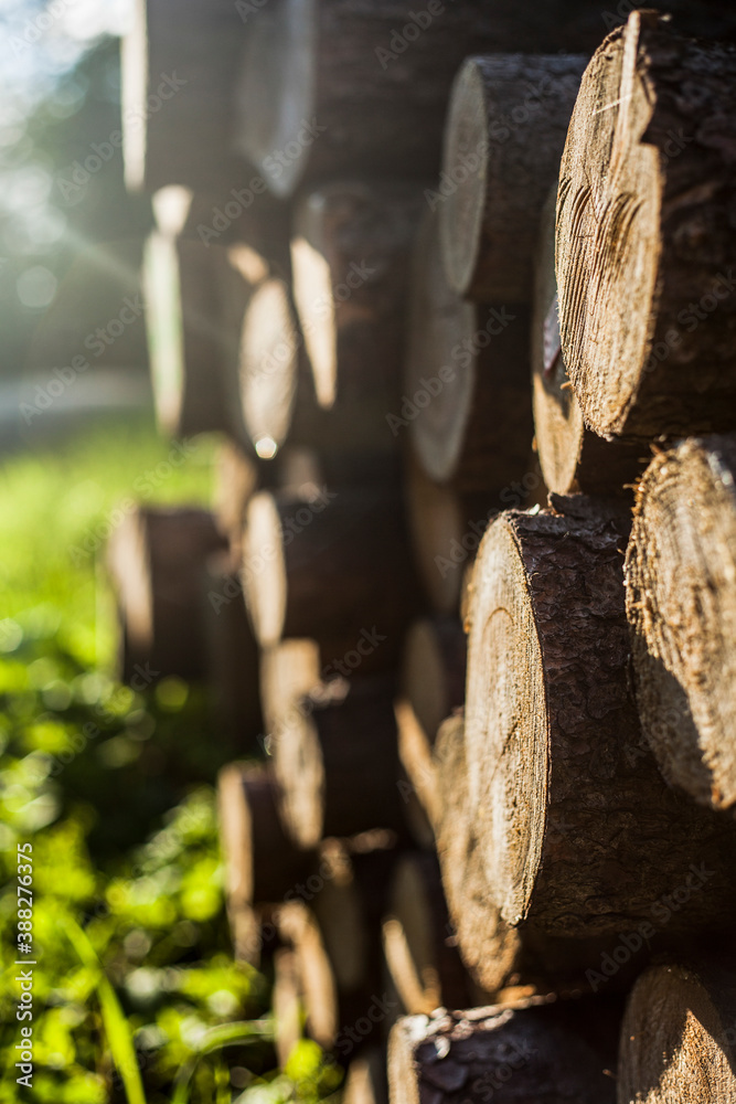 Felled and arranged tree prepared for export.