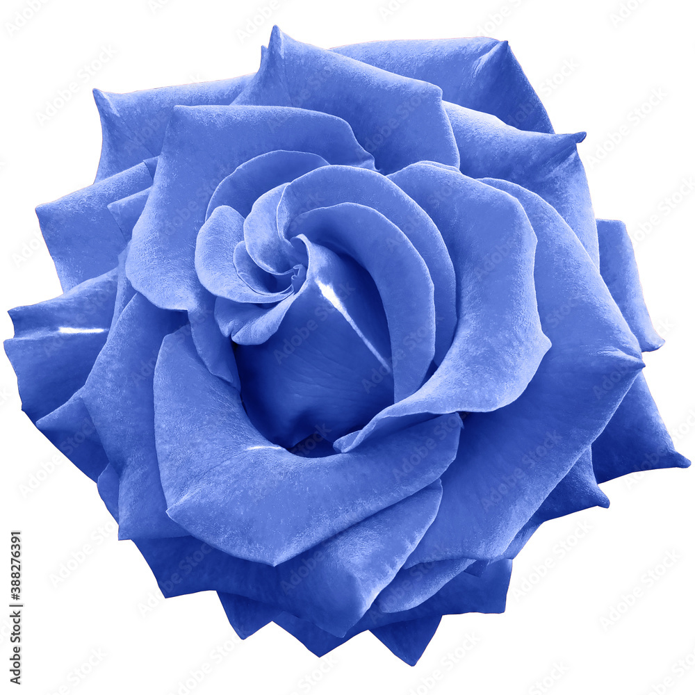 light blue rose flower on white isolated background with clipping path ...