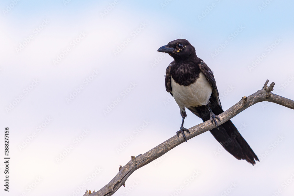 Fototapeta premium Magpie or pica pica perched on a tree branch on sky background
