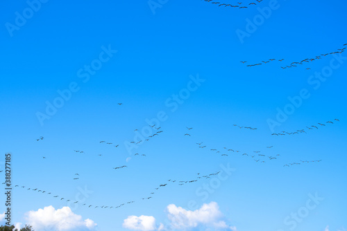 青空の中を隊列を組んで移動する渡り鳥