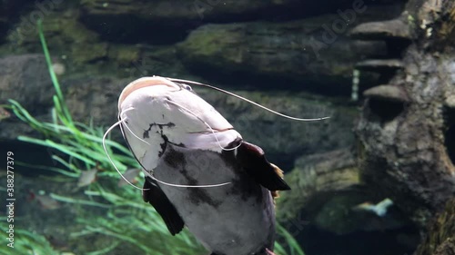 catfish in an aquarium with algae and stones swims slowly photo
