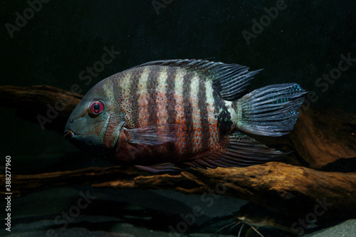 Red Mouthbrooder Severum (Heros liberifer) beautiful cichlids from rio inirida photo