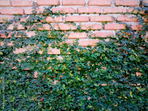 ivy on wall