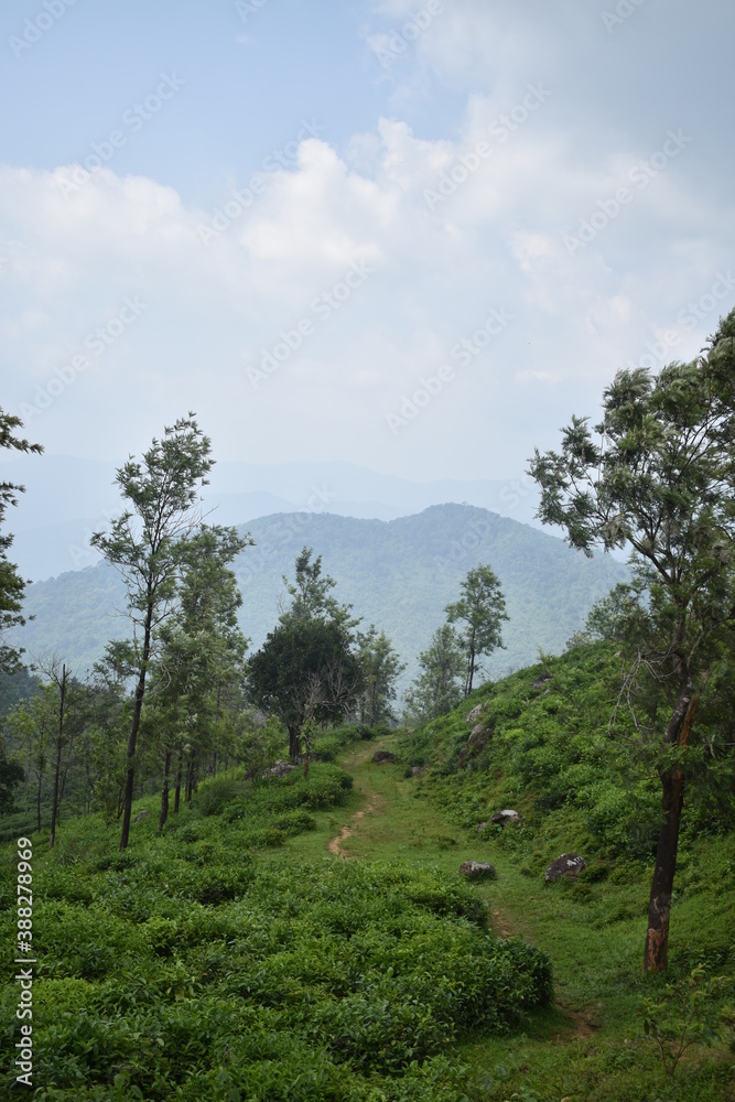 forest in the mountains