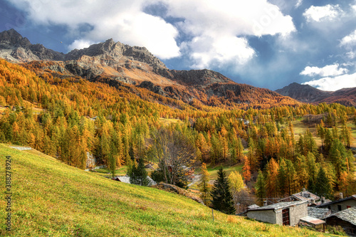 Autumn in Aosta Valley,Alps Italy.Yellow-brown pines.