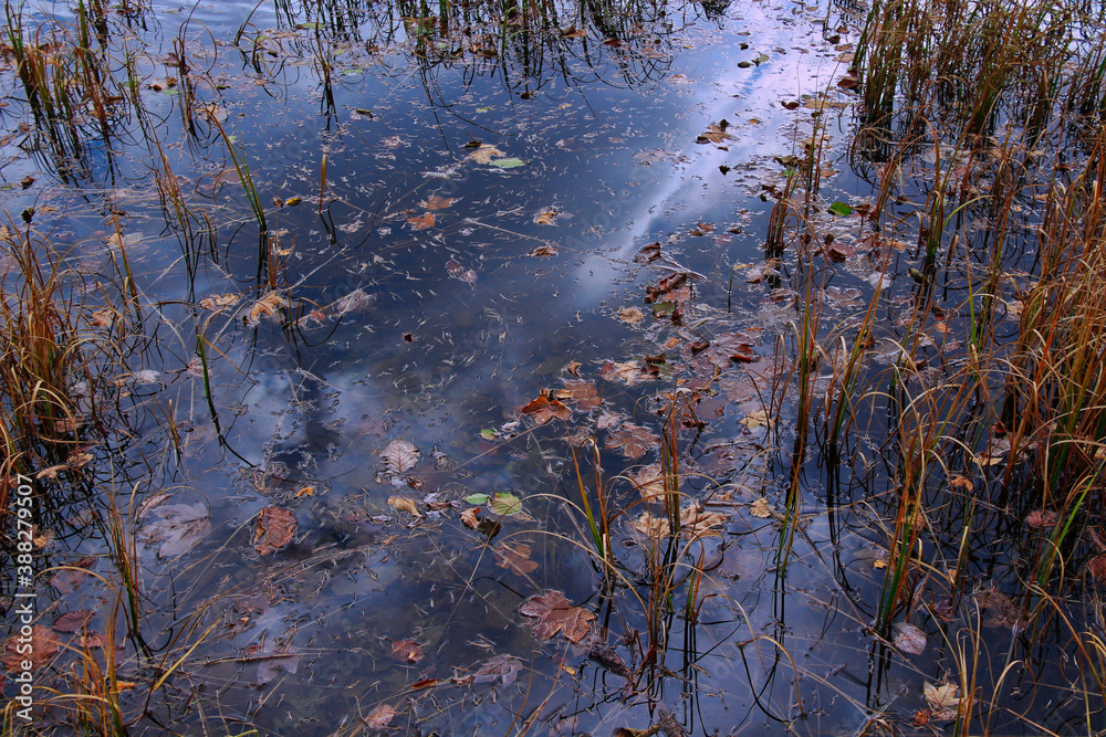 Obraz premium Reflections in the lake in autumn.