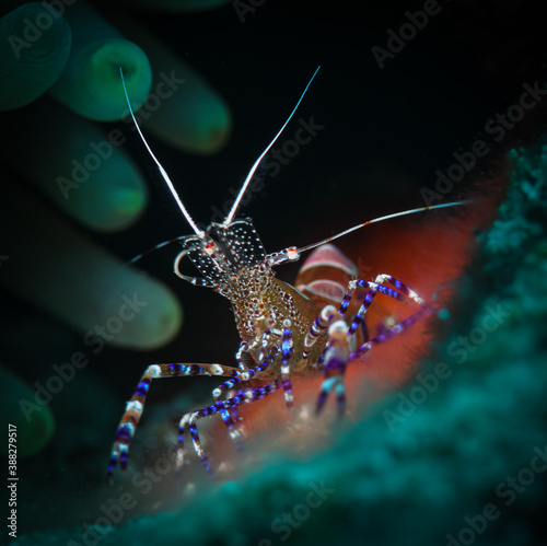 Spotted cleaner shrimp on the reefs in St Martin, Dutch Caribeban © timsimages.uk