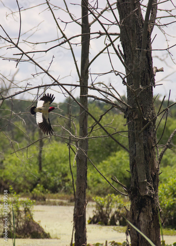 Red-headed Woodpecker in Flight photo