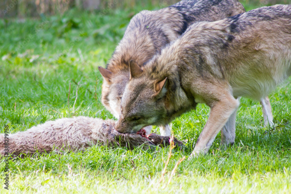 Fototapeta premium Jagender Wolf