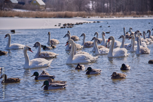 A flock of white swans on the lake on a frosty day. © FO_DE