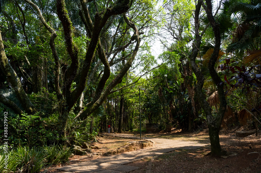 path in the forest path in the forest