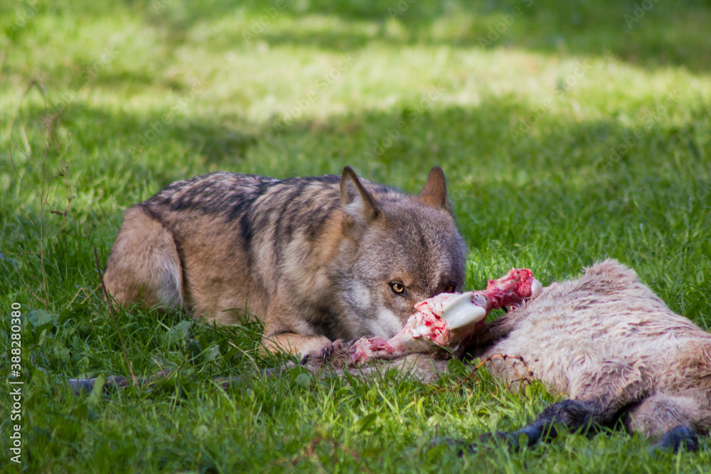 Obraz na płótnie Jagender Wolf