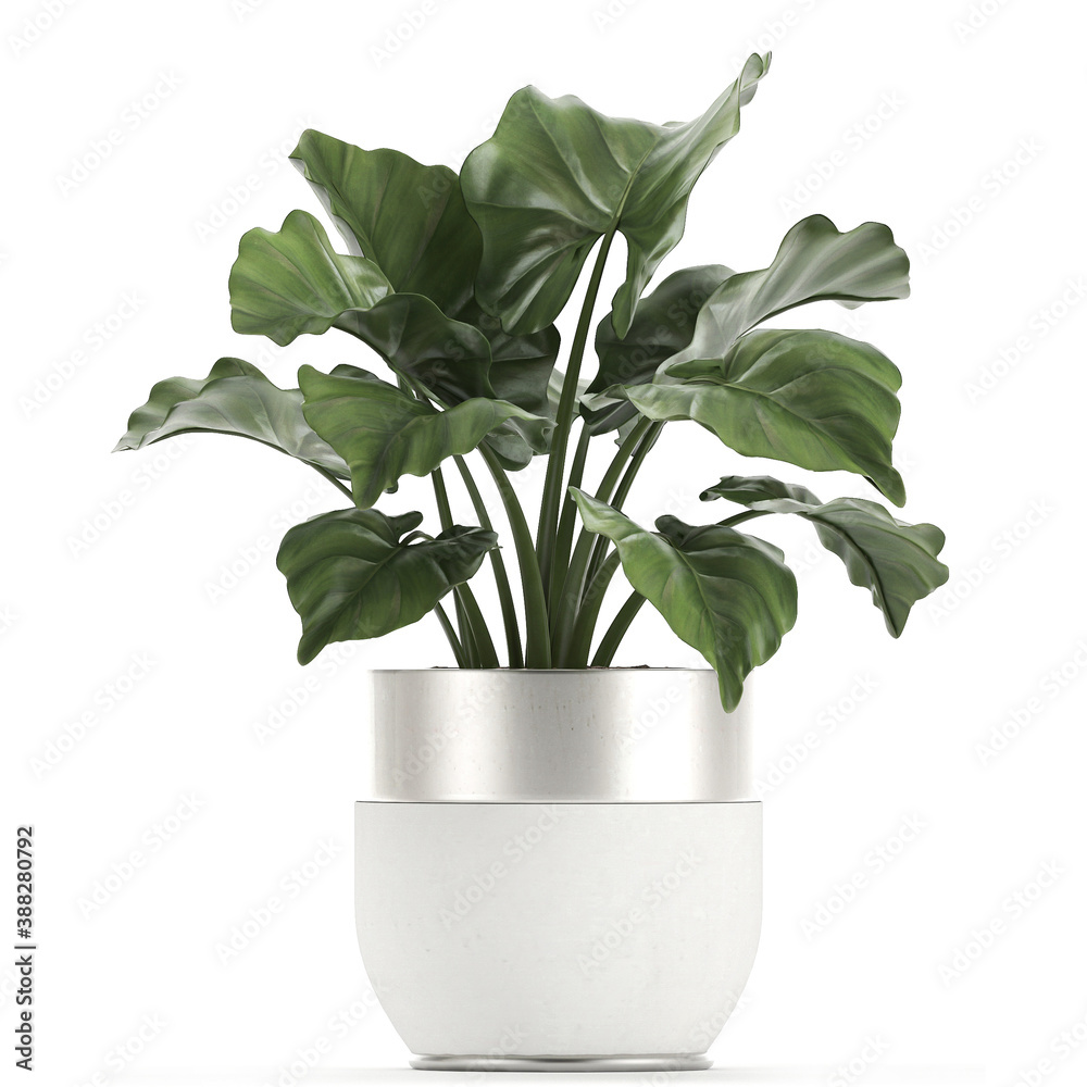 alocasia isolated on white background Stock Illustration | Adobe Stock