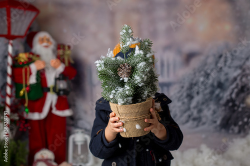 Toddler child, boy with stylish clothing, holding little christmas tree