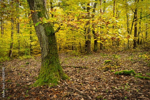 Laubwald Herbst